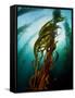 Channel Islands National Park, California: the View Underwater Off Anacapa Island of a Kelp Forest-Ian Shive-Framed Stretched Canvas