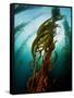 Channel Islands National Park, California: the View Underwater Off Anacapa Island of a Kelp Forest-Ian Shive-Framed Stretched Canvas