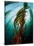 Channel Islands National Park, California: the View Underwater Off Anacapa Island of a Kelp Forest-Ian Shive-Stretched Canvas