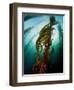 Channel Islands National Park, California: the View Underwater Off Anacapa Island of a Kelp Forest-Ian Shive-Framed Premium Photographic Print