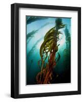 Channel Islands National Park, California: the View Underwater Off Anacapa Island of a Kelp Forest-Ian Shive-Framed Premium Photographic Print