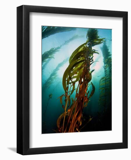 Channel Islands National Park, California: the View Underwater Off Anacapa Island of a Kelp Forest-Ian Shive-Framed Premium Photographic Print