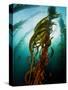 Channel Islands National Park, California: the View Underwater Off Anacapa Island of a Kelp Forest-Ian Shive-Stretched Canvas