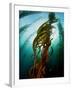 Channel Islands National Park, California: the View Underwater Off Anacapa Island of a Kelp Forest-Ian Shive-Framed Photographic Print