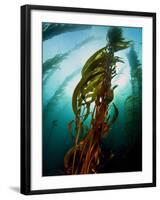 Channel Islands National Park, California: the View Underwater Off Anacapa Island of a Kelp Forest-Ian Shive-Framed Photographic Print