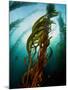 Channel Islands National Park, California: the View Underwater Off Anacapa Island of a Kelp Forest-Ian Shive-Mounted Photographic Print