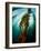 Channel Islands National Park, California: the View Underwater Off Anacapa Island of a Kelp Forest-Ian Shive-Framed Photographic Print