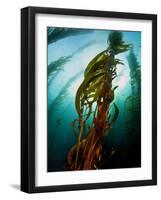 Channel Islands National Park, California: the View Underwater Off Anacapa Island of a Kelp Forest-Ian Shive-Framed Photographic Print