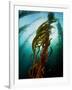 Channel Islands National Park, California: the View Underwater Off Anacapa Island of a Kelp Forest-Ian Shive-Framed Photographic Print