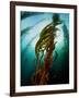 Channel Islands National Park, California: the View Underwater Off Anacapa Island of a Kelp Forest-Ian Shive-Framed Photographic Print