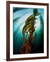 Channel Islands National Park, California: the View Underwater Off Anacapa Island of a Kelp Forest-Ian Shive-Framed Photographic Print