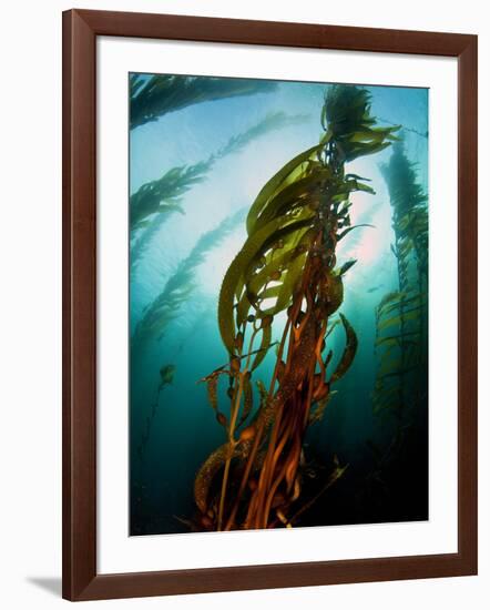 Channel Islands National Park, California: the View Underwater Off Anacapa Island of a Kelp Forest-Ian Shive-Framed Photographic Print