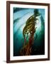 Channel Islands National Park, California: the View Underwater Off Anacapa Island of a Kelp Forest-Ian Shive-Framed Photographic Print