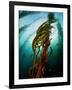 Channel Islands National Park, California: the View Underwater Off Anacapa Island of a Kelp Forest-Ian Shive-Framed Photographic Print