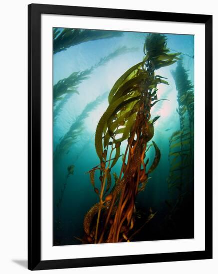 Channel Islands National Park, California: the View Underwater Off Anacapa Island of a Kelp Forest-Ian Shive-Framed Photographic Print