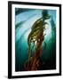 Channel Islands National Park, California: the View Underwater Off Anacapa Island of a Kelp Forest-Ian Shive-Framed Photographic Print