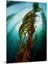 Channel Islands National Park, California: the View Underwater Off Anacapa Island of a Kelp Forest-Ian Shive-Mounted Photographic Print