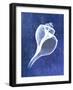 Channelled Whelk (indigo)-Bert Myers-Framed Art Print