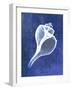 Channelled Whelk (indigo)-Bert Myers-Framed Art Print