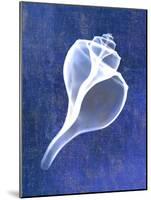 Channelled Whelk (indigo)-Bert Myers-Mounted Art Print