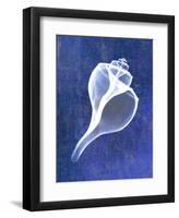 Channelled Whelk (indigo)-Bert Myers-Framed Art Print