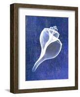 Channelled Whelk (indigo)-Bert Myers-Framed Art Print