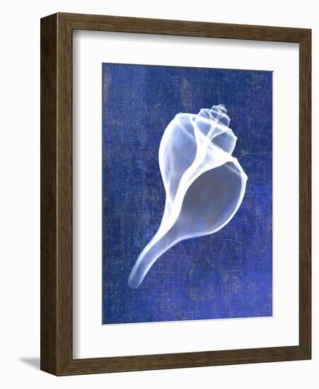 Channelled Whelk (indigo)-Bert Myers-Framed Art Print