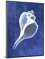 Channelled Whelk (indigo)-Bert Myers-Mounted Art Print