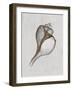 Channelled Whelk-Bert Myers-Framed Art Print