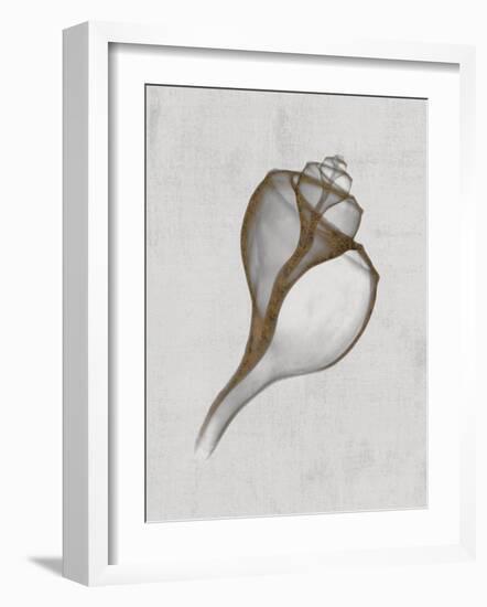 Channelled Whelk-Bert Myers-Framed Art Print