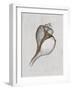 Channelled Whelk-Bert Myers-Framed Art Print