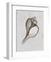 Channelled Whelk-Bert Myers-Framed Art Print