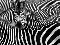 Close up from a Zebra Surrounded with Black and White Stripes in His Herd-Chantal de Bruijne-Photographic Print