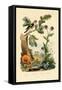 Chanterelle, 1833-39-null-Framed Stretched Canvas