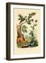 Chanterelle, 1833-39-null-Framed Giclee Print