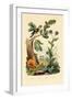 Chanterelle, 1833-39-null-Framed Giclee Print