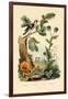 Chanterelle, 1833-39-null-Framed Giclee Print