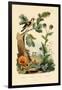 Chanterelle, 1833-39-null-Framed Giclee Print