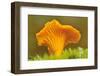 Chanterelle fungi showing gills on underside, Scotland-Laurie Campbell-Framed Photographic Print