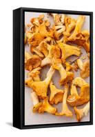 Chanterelle Mushrooms-maksheb-Framed Stretched Canvas