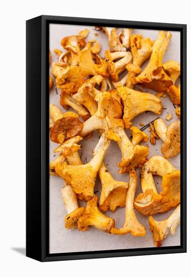 Chanterelle Mushrooms-maksheb-Framed Stretched Canvas