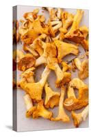 Chanterelle Mushrooms-maksheb-Stretched Canvas