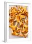 Chanterelle Mushrooms-maksheb-Framed Photographic Print