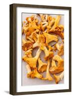 Chanterelle Mushrooms-maksheb-Framed Photographic Print