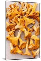 Chanterelle Mushrooms-maksheb-Mounted Photographic Print