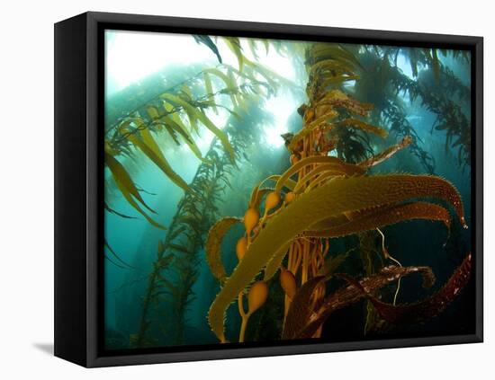Chanthe View Underwater Off Anacapa Island of a Kelp Forest.-Ian Shive-Framed Stretched Canvas