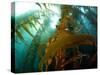 Chanthe View Underwater Off Anacapa Island of a Kelp Forest.-Ian Shive-Stretched Canvas