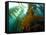 Chanthe View Underwater Off Anacapa Island of a Kelp Forest.-Ian Shive-Framed Stretched Canvas