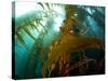 Chanthe View Underwater Off Anacapa Island of a Kelp Forest.-Ian Shive-Stretched Canvas