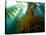 Chanthe View Underwater Off Anacapa Island of a Kelp Forest.-Ian Shive-Stretched Canvas